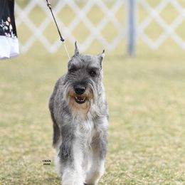 Standard Schnauzer All Grown Up from Kidson Standard Schnauzers