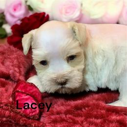 Lacey - Parti female Miniature Schnauzer puppy in Kentucky from Mrs Bs Teeny Schnauzers & Doodles