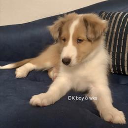 D.K. (Donkey Kong) - Sable merle and white male Shetland Sheepdog puppy in Union, New Jersey from McDermon Shelties