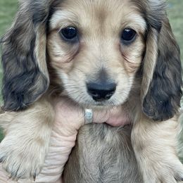 Dachshund Puppies from STORIED DOXIES