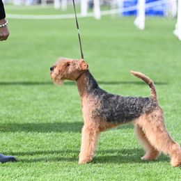 Fyn - Lakeland Terrier