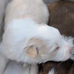 Belle - White and gold female Border Collie puppy in Ashford, Alabama from Double4farms