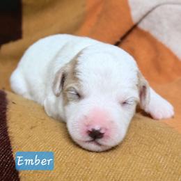 Ember - Parti female Goldendoodle puppy in Hendersonville, Tennessee from Ben's Best Buddy Goldendoodles