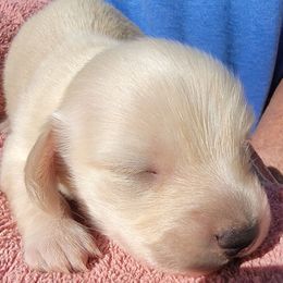 PINKIE - Cream female Dachshund puppy in Fort Worth, Texas from Chadwick Farms Mini Dachshunds