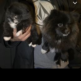 Rosie - Pomeranian
