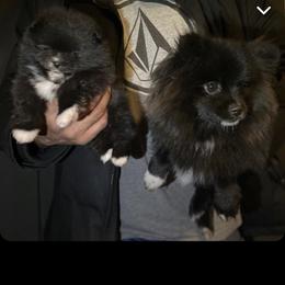 Rosie - Pomeranian