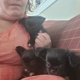 Chihuahua Puppies from Elegant Exotic Chihuahua's