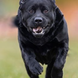 Labrador Retrievers from Familyraised Labradors
