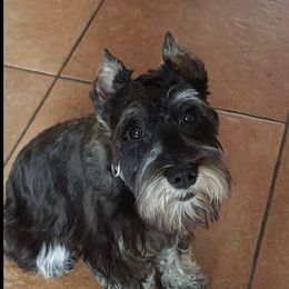 Sparky - Miniature Schnauzer