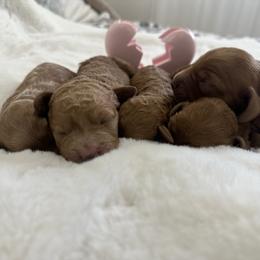 Girl 4 - Red  female Goldendoodle puppy in Shingle Springs, California from Creamy Retrievers