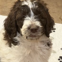 Sharon - female Newfypoo puppy in San Antonio, Texas from Mammoth Doodles