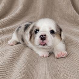 American Corgi, Cardigan Welsh Corgi, and Pembroke Welsh Corgi Puppies from Gingerbread