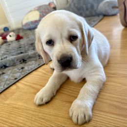 Boy 5 - Yellow male Labrador Retriever puppy in Ranchita, California from Pacific Crest Labradors