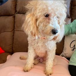 Lady - Poodle