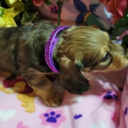 Dachshund Puppies from CLARK'S BREEDING PROGRAM