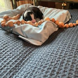 Swizzle - Black and white male Tibetan Terrier puppy in Virginia from Tripitaka