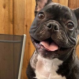 French Bulldogs from Btown Bullyz