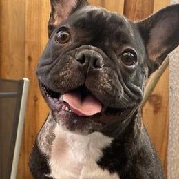 French Bulldogs from Btown Bullyz