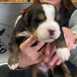 Pink Collar Female - Black rust and white female Bernese Mountain Dog puppy in Bristol, Tennessee from Holston Hollow Farm