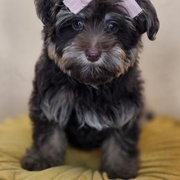 Lulu - Phantom female Bernedoodle puppy in Decatur, Tennessee from Diamond's Doodles