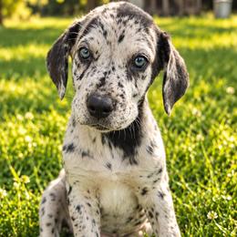 Female 2 - Merle female Great Dane puppy in Mayfield, New York from Sacandaga Danes