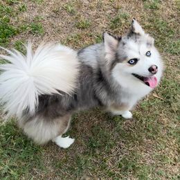 Stormie - Pomsky