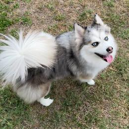 Stormie - Pomsky