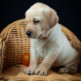 Labrador Retriever Puppies from Whiskey River Labradors