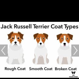 Parson Russell Terrier Puppies from Jumping Jack's Russell Terriers