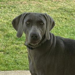Thalia - Weimaraner