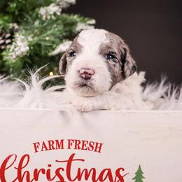 Boy 1 - Merle male Bernedoodle puppy in Lehi, Utah from Heart J Bernedoodles