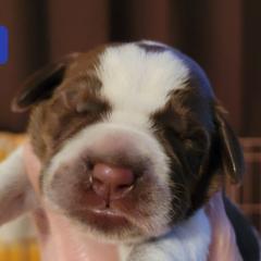 Puppy #2 - Brown roan Spinone Italiano puppy in Waller, Texas from QuietWood