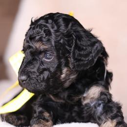 Havana - Phantom female Goldendoodle puppy in Forney, Texas from Diamond Doodle Pups and Poodles