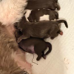 Boy 2 - Liver male Shih Tzu puppy in Ocean Springs, Mississippi from Wood Foo Breeders