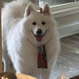Sakari - White female Samoyed puppy in Lorain, Ohio from Stirling Silver Samoyeds