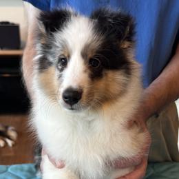Miles - Blue merle white and tan male Shetland Sheepdog puppy in Florida from Idlewild Shetland Sheepdogs