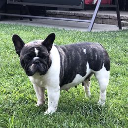 Emmie - French Bulldog