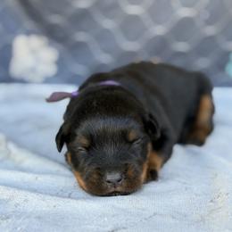Purple Collar - Black and mahogany female Rottweiler puppy in Quinlan, Texas from Wright Way Retrievers