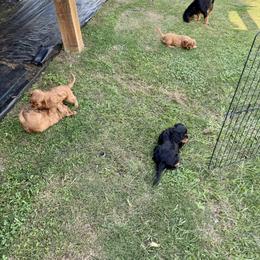 Cavalier King Charles Spaniel Puppies from Reynolds Farms Cavaliers