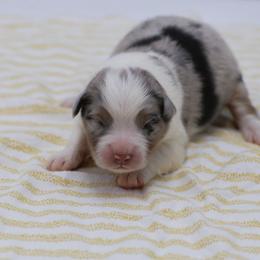 BMM - Blue merle male Australian Shepherd puppy in Lakewood, California from Cloud Nine Kennel
