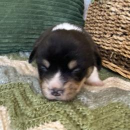 Finn - Black and tan male Pembroke Welsh Corgi puppy in Stillwater, Oklahoma from Steele Family Farms