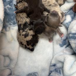 Chihuahua puppies from Guardian’s of the Chihuahuas