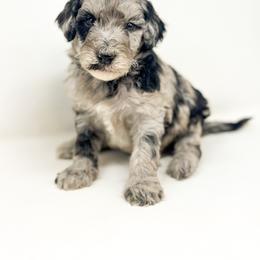 Goldendoodle Puppies from Dreaming Doodles