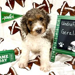 Gerald - male Golden Mountain Doodle puppy in Victoria, Texas from Deidre's Doodles