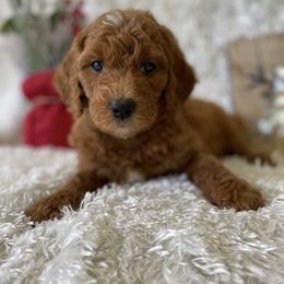 Goldendoodle Puppies from Stolt Southern Doodles