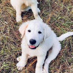 Aussiedoodles, Australian Shepherds, Double Doodles, Maremma Sheepdogs, and Poodles from White Star Acres