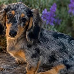 Dachshunds from Lilly's Long Dogs