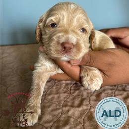 Yellow Collar Boy - Caramel cream male Australian Labradoodle puppy in Hagerstown, Maryland from Westfields Labradoodles