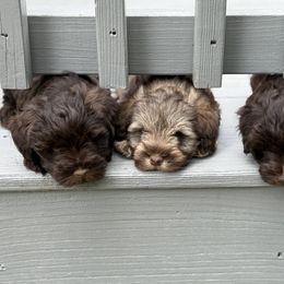 Miniature Schnauzer Puppies from Truffle Tail Schnauzers