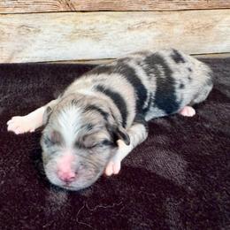 Wren - Blue merle female Miniature Australian Shepherd puppy in Midway, Texas from L Bar W Aussie Ranch